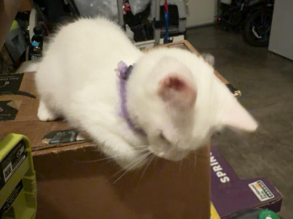 Miko