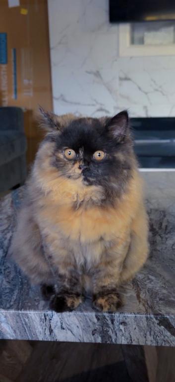 Lulu