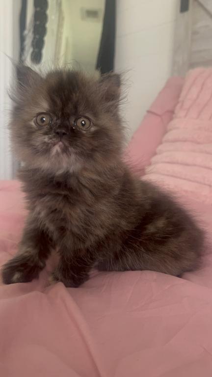 Tortie Female photo 2