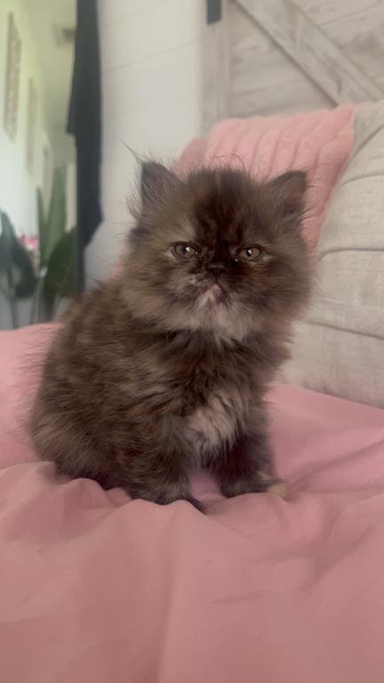 Tortie Female