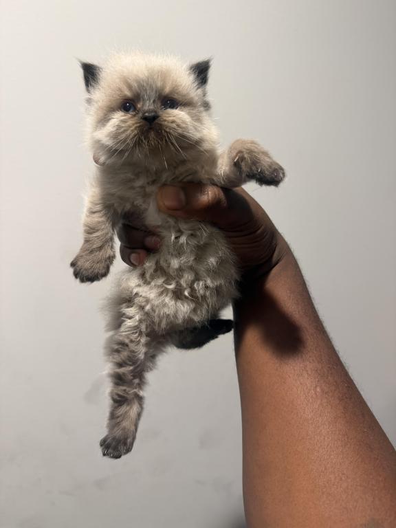 Himalayan Persian photo 3