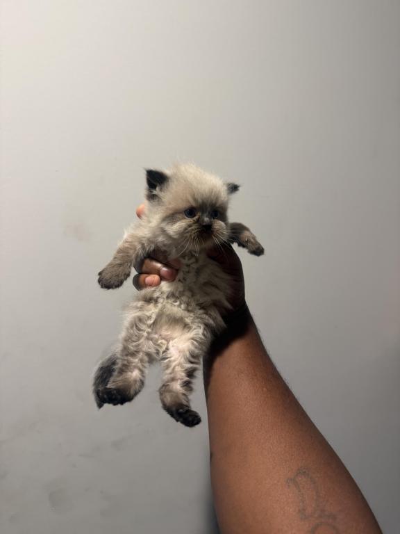 Himalayan Persian photo 2