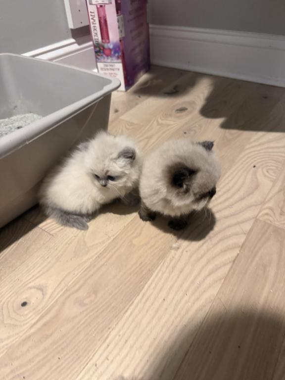 Himalayan Persian photo 5