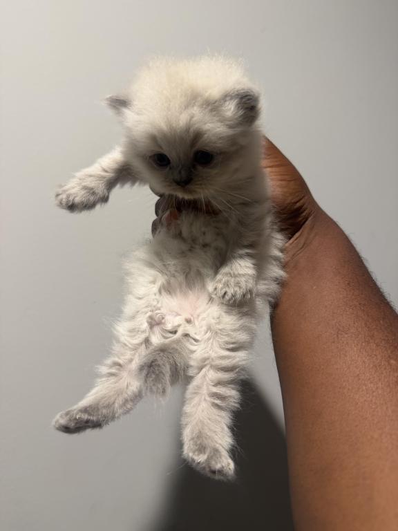 Himalayan Persian photo 4