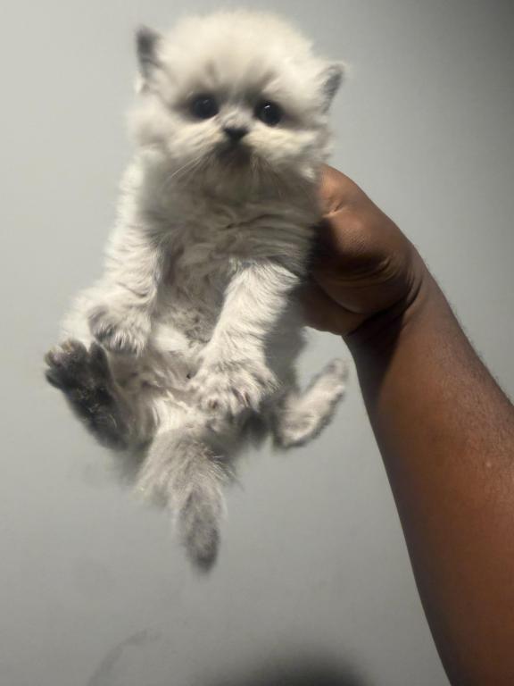 Himalayan Persian photo 6