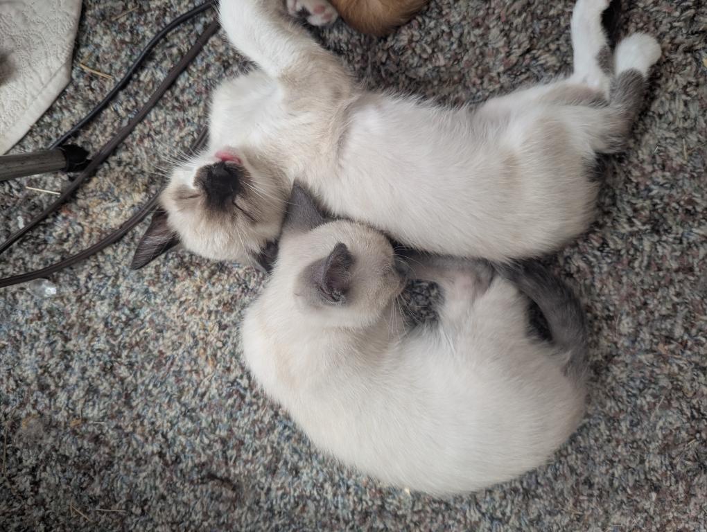 Bugs Bunny And Dusty photo 2