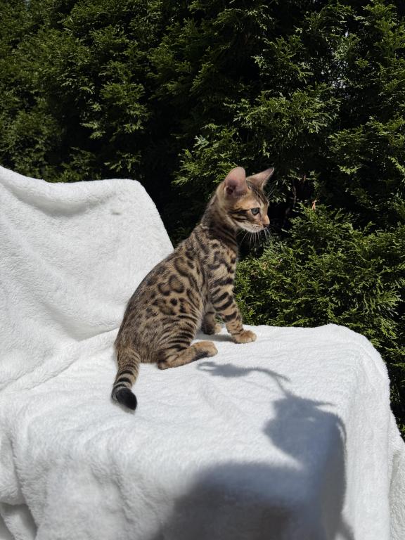 Boy Bengal