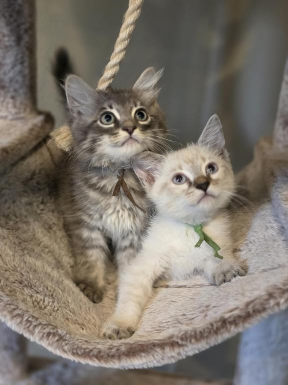 Siberian Domestic photo 4