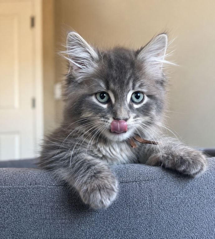 Siberian Domestic photo 2