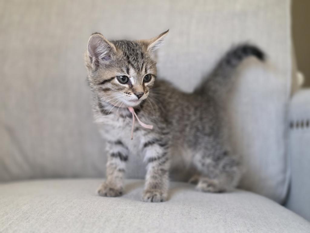 Siberian Domestic photo 9