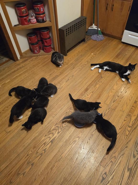 Lightnings Kittens photo 5