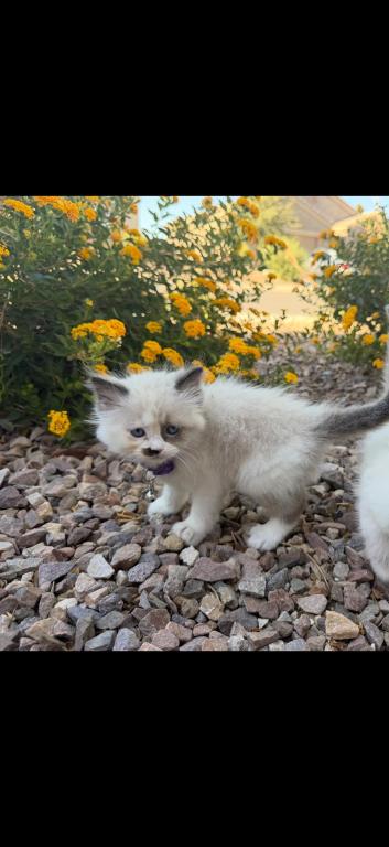 Ragdolls photo 3