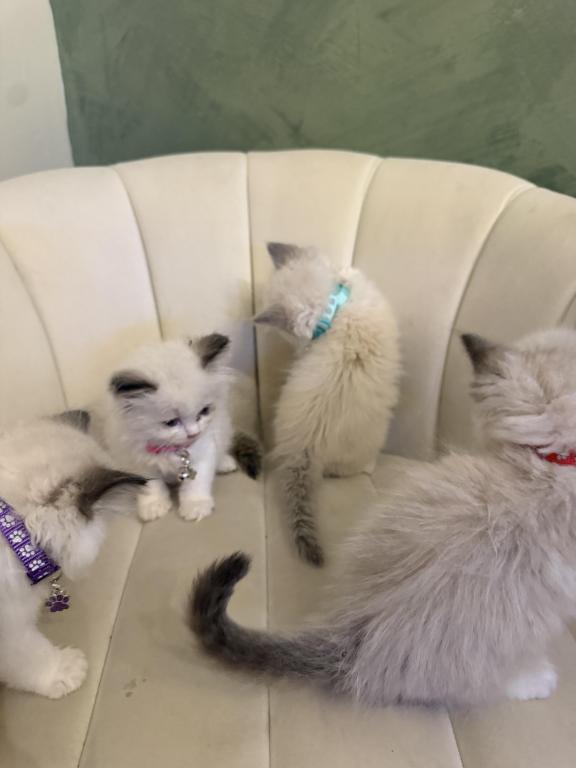 Ragdolls photo 8