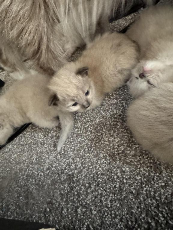 Lynx And Blue Point Mix