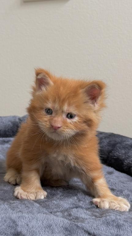 Polydactyl Red