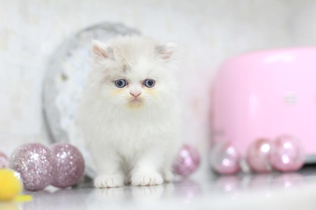 SOLD Marie Blue Eyes photo 6