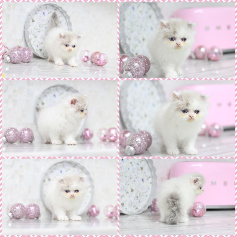 SOLD Marie Blue Eyes photo 8