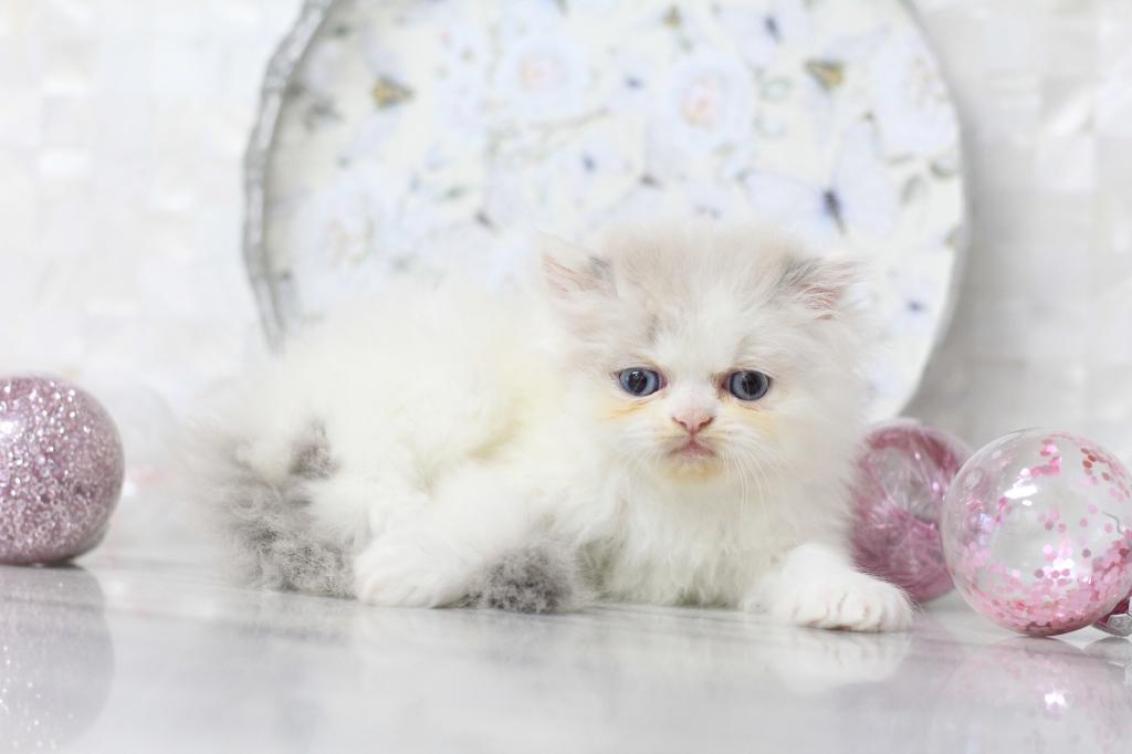 SOLD Marie Blue Eyes photo 3