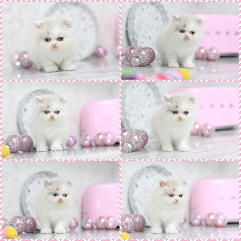 SOLD Marie Blue Eyes photo 1