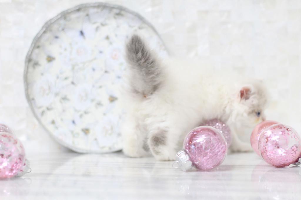 SOLD Marie Blue Eyes photo 4