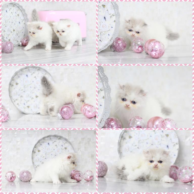 SOLD Marie Blue Eyes photo 7