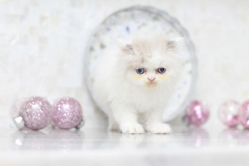 SOLD Marie Blue Eyes photo 5