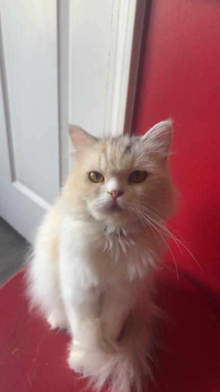 Clementine photo 2