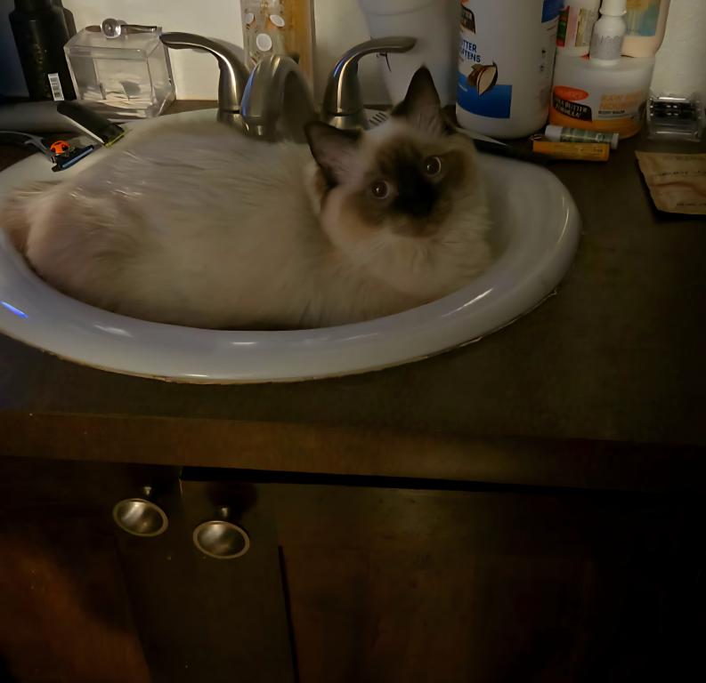 Ragdoll photo 2