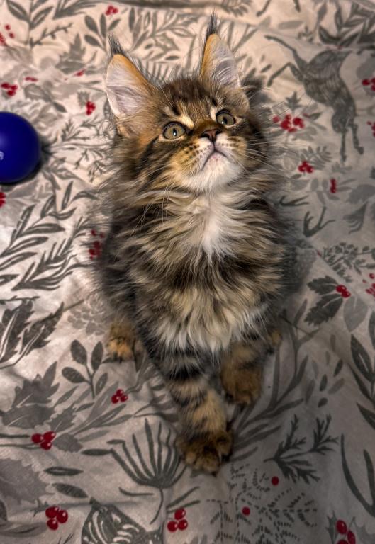 Maine Coon Female