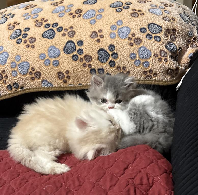 Punky And Buttercup