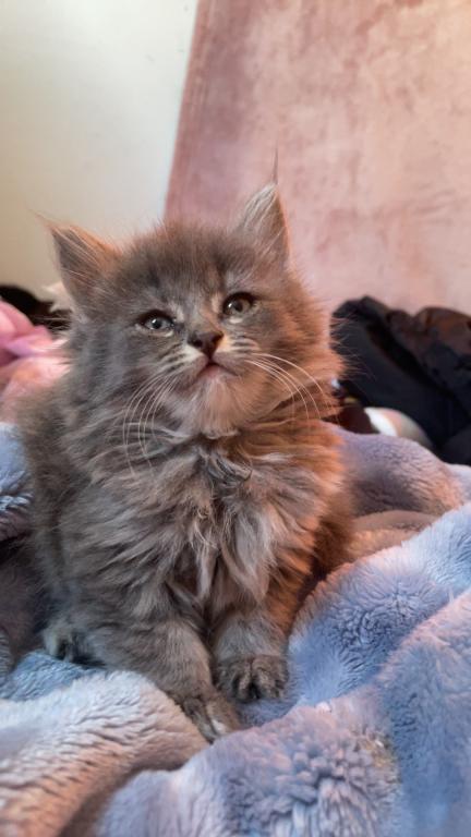 Bombay Maincoon Mix