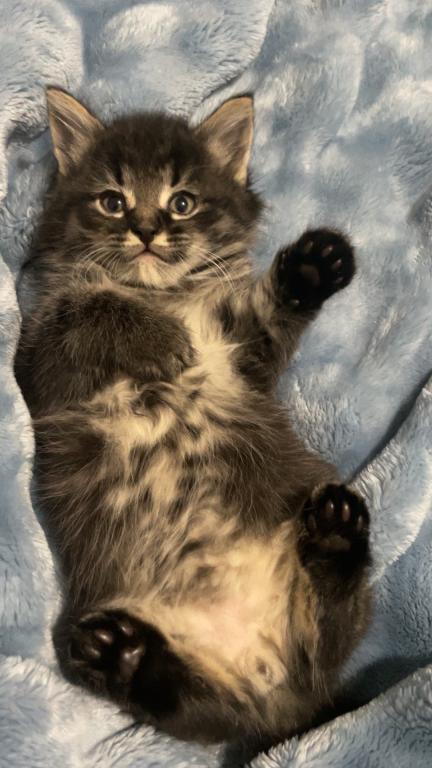 Bombay Maincoon Mix photo 2