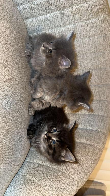Bombay Maincoon Mix photo 3
