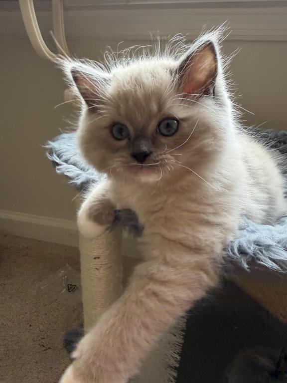 Ragdolls photo 6