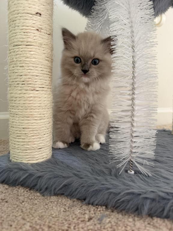 Ragdolls photo 5