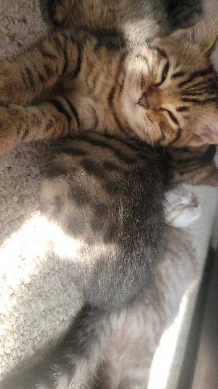 Priscilla photo 8