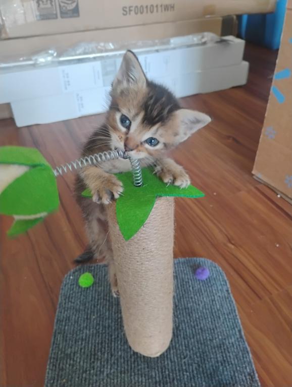 Abyssinian Kitten photo 6