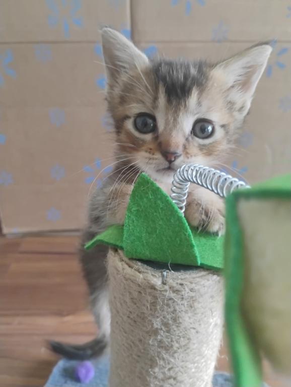 Abyssinian Kitten photo 4