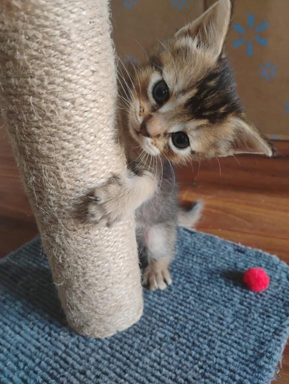 Abyssinian Kitten photo 3