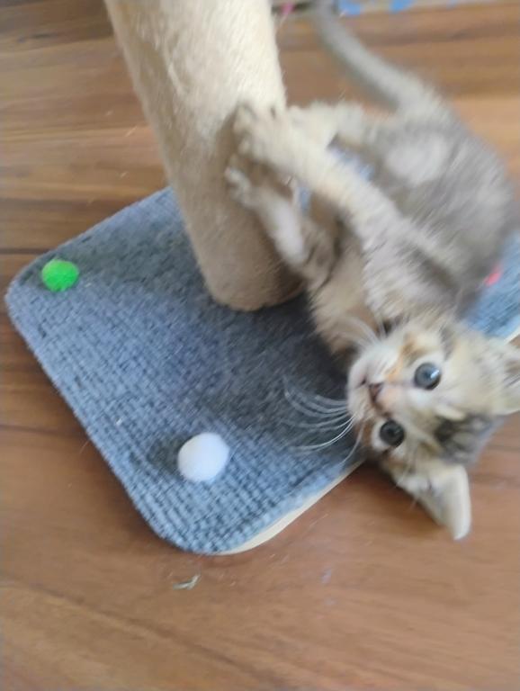Abyssinian Kitten photo 5