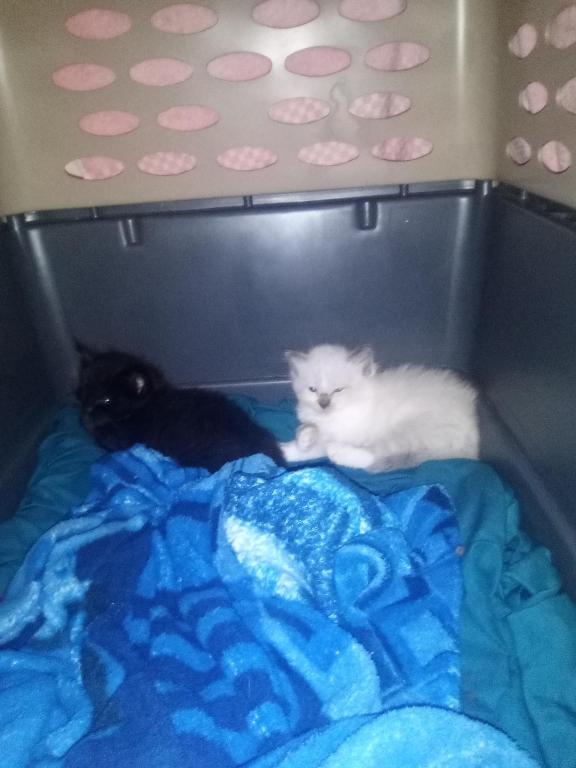 4 Kittens Needing LOVING Homes photo 11