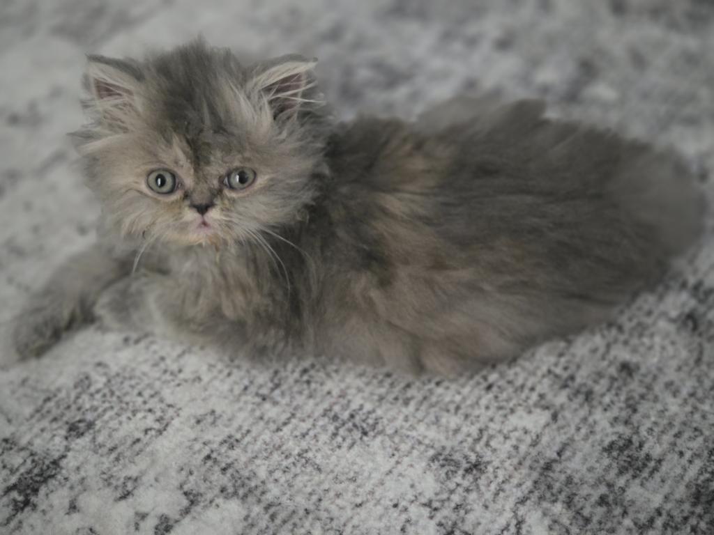 Shaded Silver Persian photo 2