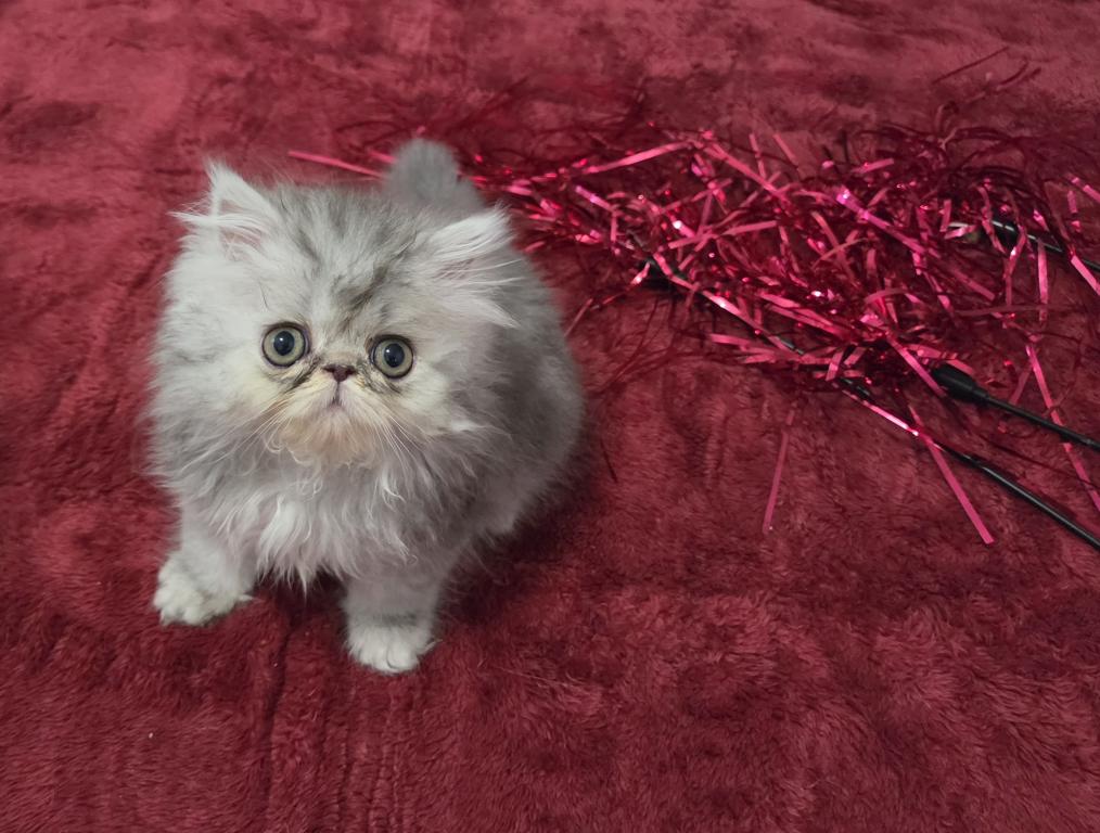 Shaded Silver Persian photo 4
