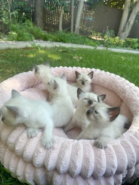 Balinese Kittens