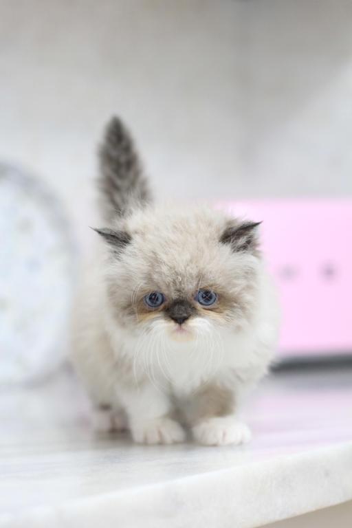 SOLD Duchess Blue Eyes photo 3