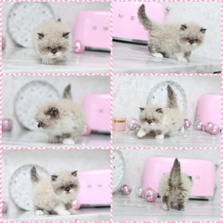 SOLD Duchess Blue Eyes photo 7