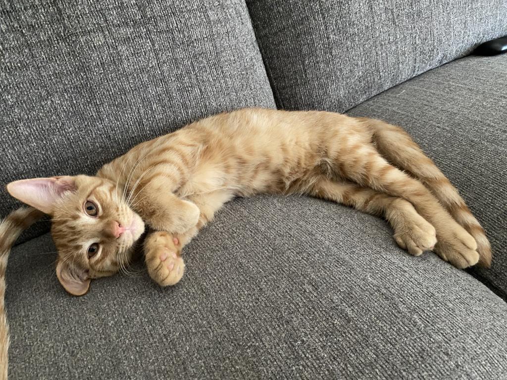 Teddy