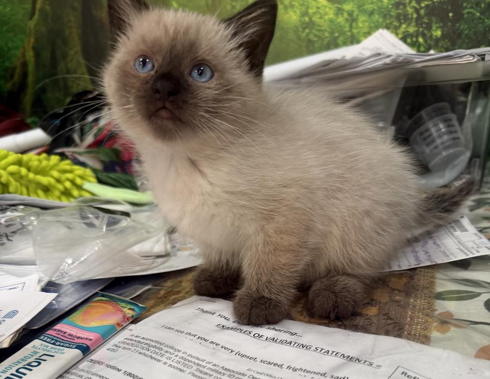 Mocha