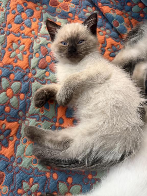 Mocha photo 2
