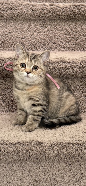 Scottish Kittens photo 1